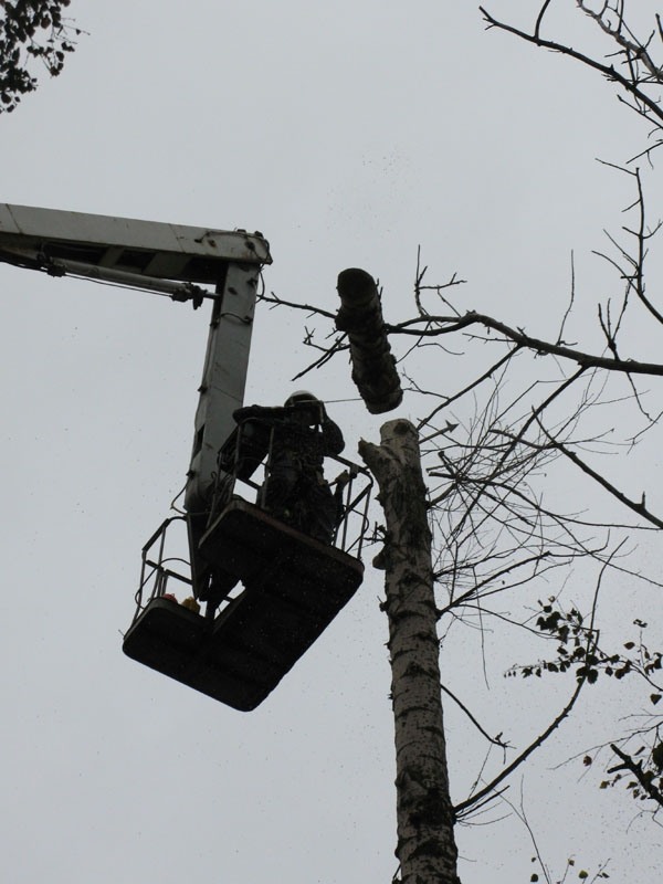 Фото - Аварийный спил деревьев (067)4475221, удаление аварийных деревьев Киев.