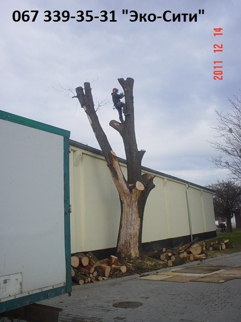 Фото - Аварийное удаление деревьев0673393531